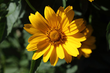 Growing heliopsis flower in garden