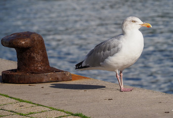 close up of a gull on the Quay with water in background