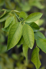 Key lime