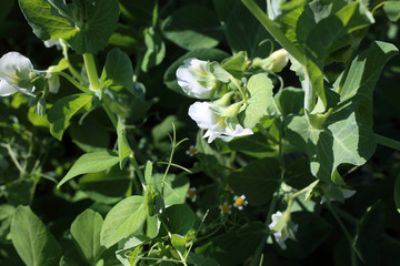 Growing pea. White flowers. Agricultural background