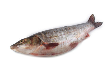 Rudd fish