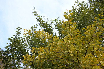 Autumn ginkgo tree and sky. Ancient plant, living fossil