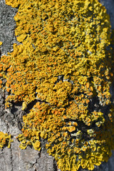 Maritime sunburst lichen