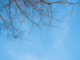 Fototapeta na wymiar Tree branches without leaves against the blue sky.