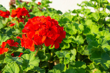 Geranium flowers close up. Red pelargonium in daylight. great plant for home and garden.