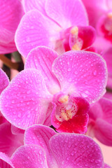 Pink orchid close up view  background. - Image