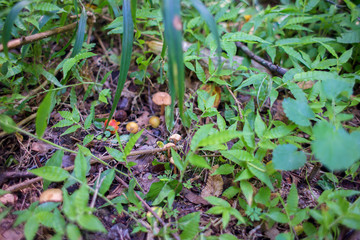 Many Little mushrooms grew through grass and old foliage in a rainforest.