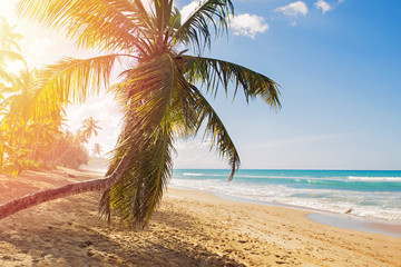 Beautiful idyllic beach with coconut palm near turquoise ocean.