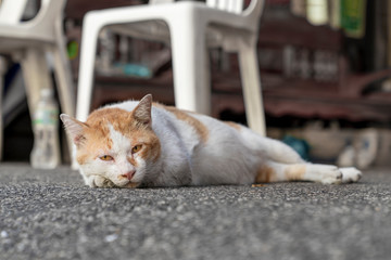 Fototapeta na wymiar A red-and-white adult cat with red - and-yellow eyes lies on the sidewalk in a relaxed position and looks at the camera