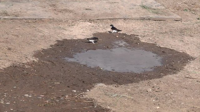 Mehlschwalben (Delichon urbicum) sammeln Baumaterial