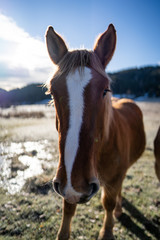 brown and white horse in the foreground