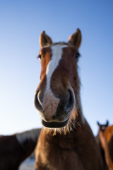 Fototapeta premium Brown and white horse in the foreground