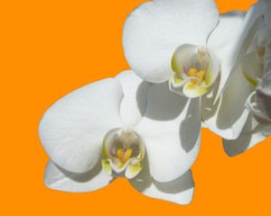 petals of an orchid with yellow red calyxes on orange red background