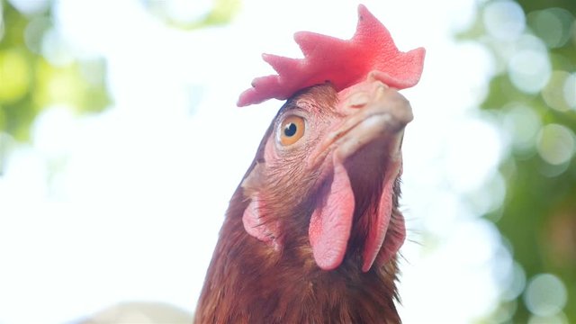 A rural chicken is looking at the camera. Outdoors. Close-up