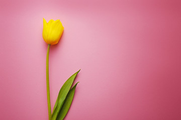One beautiful yellow Tulip close-up on a pink background.