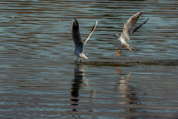 Gull on Harthill reservoir, Rotherham, South Yorkshire, U.K.  Bird, gull, reservoir, pond, animal.