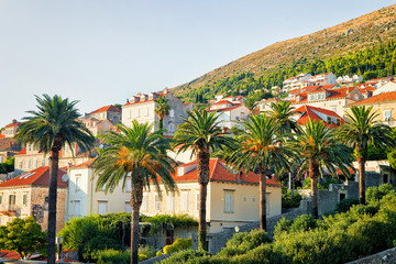 Fototapeta na wymiar Buildings among Palm trees in Old city of Dubrovnik Croatia