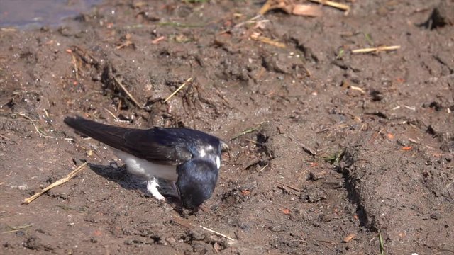 Mehlschwalben (Delichon urbicum) sammeln Baumaterial