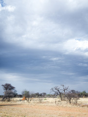 Obraz premium Paysage de Namibie, Afrique