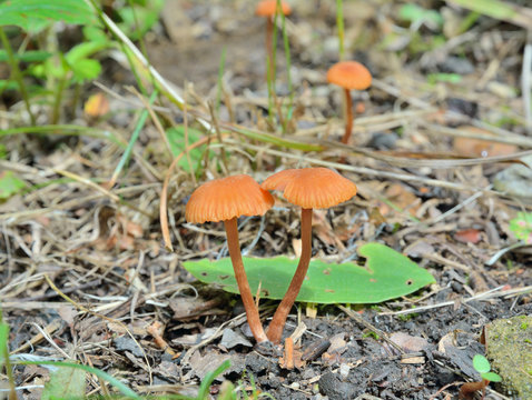 Small mushrooms (Hygrocybe laeta) 4