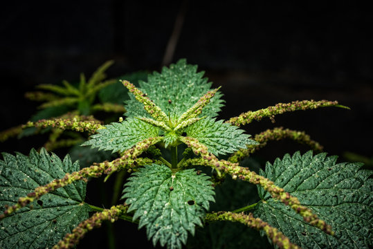Ortiga