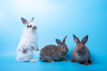 Fototapeta premium Three adorable rabbits by one standing on its hind legs and two sitting with side and front on light blue background.