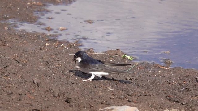 Mehlschwalben (Delichon urbicum) sammeln Baumaterial