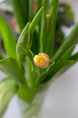 Beautiful tulips in a vase in the spring.