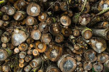 Mushrooms on wood in French coutryside in winter