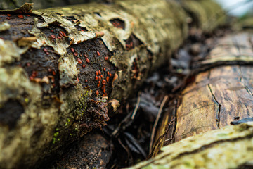 Mushrooms on wood in French coutryside in winter
