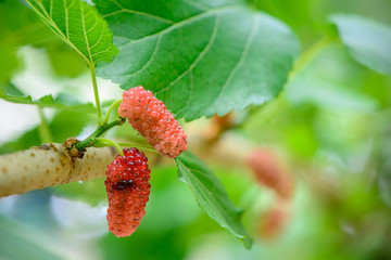 In summer, it's sunny. A close-up of two mulberries growing on a green tree. A fresh green background photo.