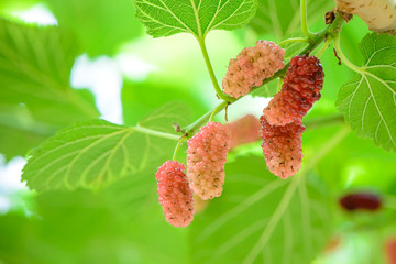 In summer, the sun is shining. Some mulberry fruits grow on the green trees. A fresh and green background photo.