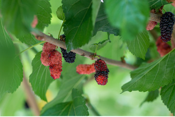In summer, the sun is shining. Some mulberry fruits grow on the green trees. A fresh and green background photo.