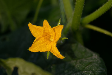 Blooming flower of a home cucumber in the garden