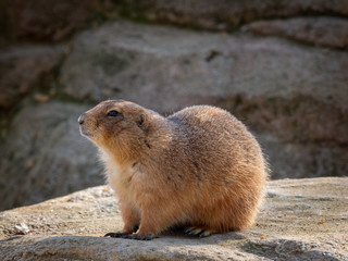 Black-tailed prairie dog