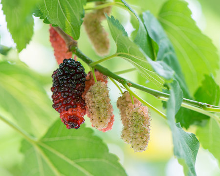In summer, it's sunny. A close-up of some mulberry trees. A vertical picture with a fresh green background.