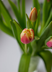 Fototapeta premium Beautiful tulips in a vase in the spring.