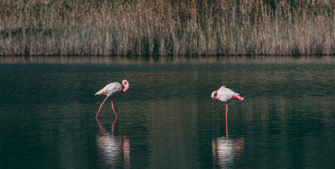 flamingo in nature