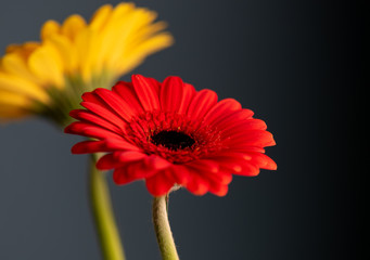 brightly coloured flowers on dark background 