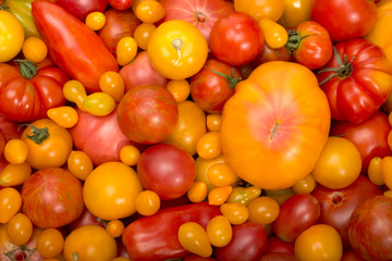 Fototapeta na wymiar natural diversity of tomatoes – sustainably grown – healthy planet