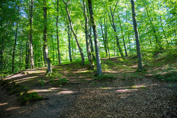 Beautiful park in Wejherowo