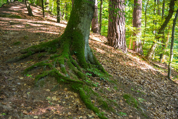 Fototapeta premium Forest in summer time, Poland