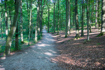 Beautiful park in Wejherowo