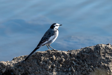 Obraz premium セキレイ君は何を見ているの？