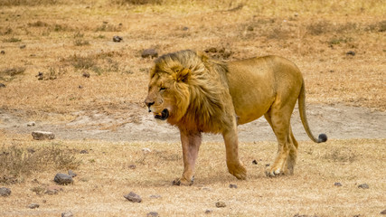 solitary lion in the Serengeti plains, Tanzania