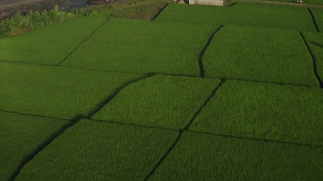 Drone arial fly over rice paddies in Indonesia with beach and waves