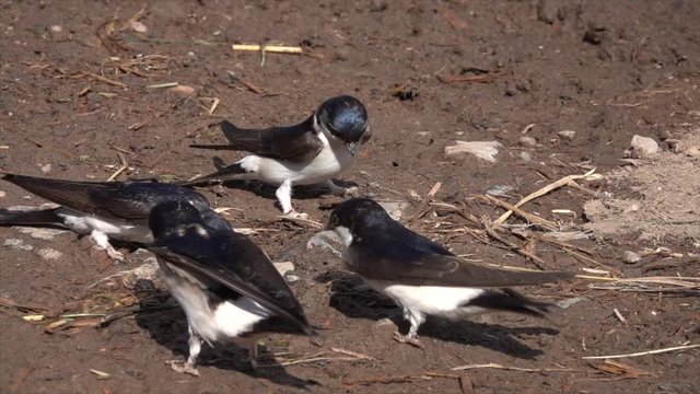 Mehlschwalben (Delichon urbicum) sammeln Baumaterial