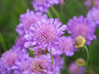 Closeup of pretty mauve Scabious flowers, Scabiosa, in a summer garden