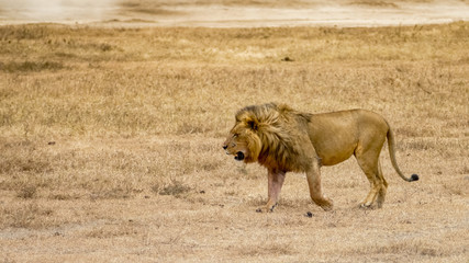 solitary lion in the Serengeti plains, Tanzania