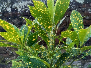Close up Garden croton (Codiaeum variegatum) in the garden © Mang Kelin